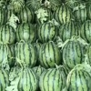 山东禹城霍焱果蔬代办的一亩田店铺