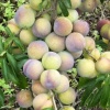 天宏果业供应的一亩田店铺