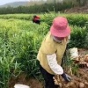 洪阳果蔬仔猪购销的一亩田店铺