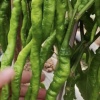 李江涛的一亩田店铺