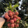 波波桂味荔枝园的一亩田店铺