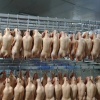 山东华鸭食品有限公司的一亩田店铺