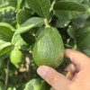 陈章立的一亩田店铺