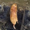 百硕田鼠养殖基地的一亩田店铺