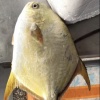 莫迪治的一亩田店铺