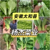 杨杰菜业的一亩田店铺