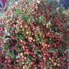 核能投资有限公司。的一亩田店铺
