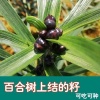 多多萌芽店的一亩田店铺