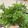 康鸿珊的一亩田店铺