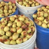 陕西大荔任宇冬枣批发的一亩田店铺