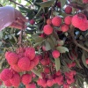 李小龙的一亩田店铺