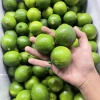 昆明柠檬的一亩田店铺
