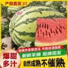 宁夏中卫梅姐西瓜购销中心的一亩田店铺
