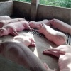 海彬牧业的一亩田店铺
