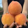 师正可的一亩田店铺