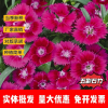 宿迁点彩种业的一亩田店铺