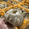 隆回县合作社的一亩田店铺