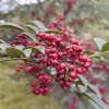 汉源县付家岩花椒种植专业合作社的一亩田店铺