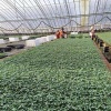 寿光芽礼北园艺有限公司的一亩田店铺