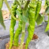 宇航万亩辣椒种植基地的一亩田店铺
