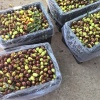 高诚果业的一亩田店铺