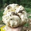 隆回县顺轩中药材种植有限公司的一亩田店铺