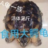 付阳军的一亩田店铺