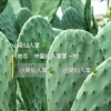 小谭仙人掌批发的一亩田店铺