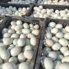 柘城县双鑫养殖专业合作社的一亩田店铺