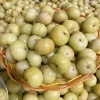 小金口油柑采摘园的一亩田店铺