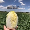 盛邦农业的一亩田店铺