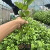 友情果苗种植基地的一亩田店铺