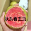 鲸禧芭乐运营中心的一亩田店铺