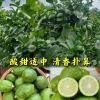 肖坤仁的一亩田店铺