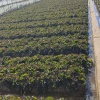 选择大于努力蔬菜苗圃的一亩田店铺