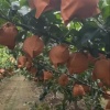 傅韦韦的一亩田店铺