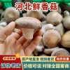 承德县鑫丰安泰香菇种植园的一亩田店铺