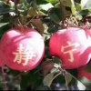 静宁青海芳芳果业的一亩田店铺