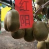 杜金洲的一亩田店铺
