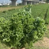 四川省月城谷地农业开发有限公司的一亩田店铺