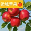 郝民的一亩田店铺