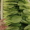 西安市鲜绿佳蔬菜种植合作社的一亩田店铺