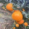 宋冬煜的一亩田店铺