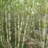李继武甘蔗种植基地的一亩田店铺