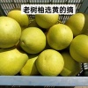 韩青松的一亩田店铺