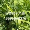 亳州大杨射干种植基地的一亩田店铺