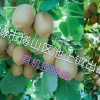 花金龙的一亩田店铺