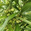 拓青药材基地的一亩田店铺
