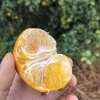 黄俊昌的一亩田店铺