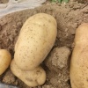 董海锋的一亩田店铺